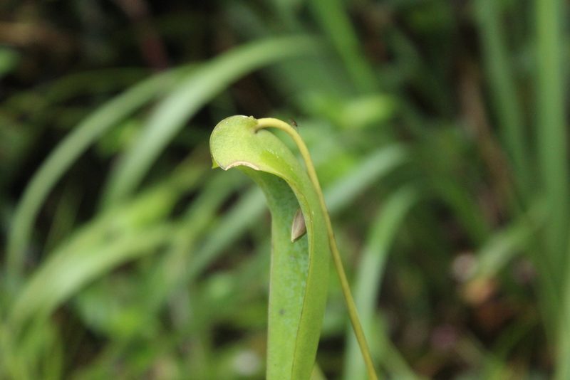 Pleurothallis lilijae, photographed by Andrés Ramírez-Barrera