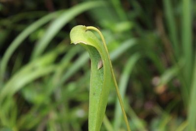 Pleurothallis lilijae, photographed by Andrés Ramírez-Barrera