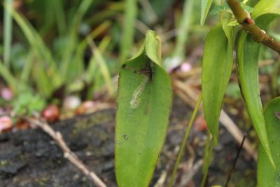 Pleurothallis lilijae, photographed by Andrés Ramírez-Barrera