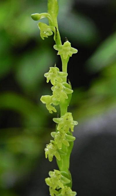 Peristylus caranjensis, photographed by S.MORE