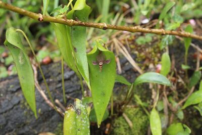 Pleurothallis lilijae, photographed by Andrés Ramírez-Barrera