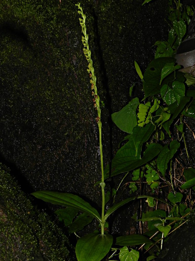 Peristylus caranjensis, photographed by S.MORE
