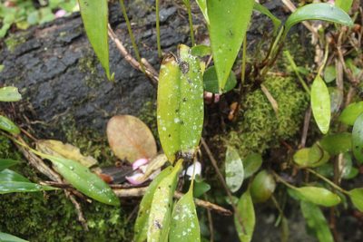 Pleurothallis lilijae, photographed by Andrés Ramírez-Barrera