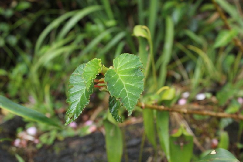 Begonia ferruginea, photographed by Andrés Ramírez-Barrera