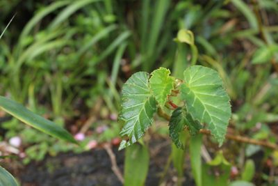 Begonia ferruginea, photographed by Andrés Ramírez-Barrera