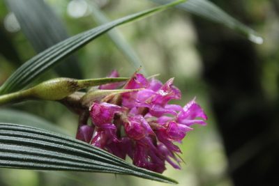 Elleanthus maculatus, photographed by Andrés Ramírez-Barrera