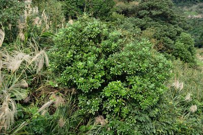 Daphniphyllum pentandrum, photographed by 國立臺灣博物館