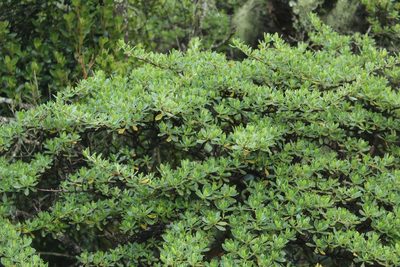Escallonia myrtilloides, photographed by Andrés Ramírez-Barrera
