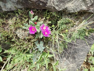 Delosperma sutherlandii, photographed by Peter Warren