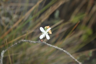 Aragoa cupressina, photographed by Andrés Ramírez-Barrera