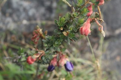 Brachyotum strigosum, photographed by Andrés Ramírez-Barrera