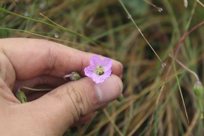 Geranium santanderiense, photographed by Andrés Ramírez-Barrera