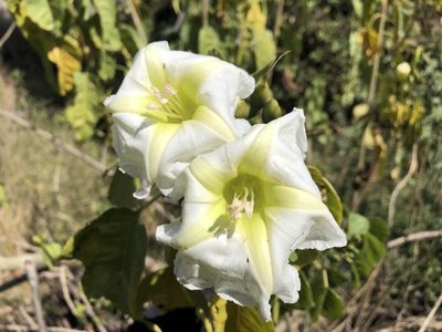 Ipomoea intrapilosa, photographed by Luis F. Ramírez