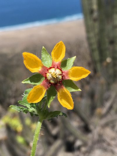 Loasa nitida, photographed by Matt Berger