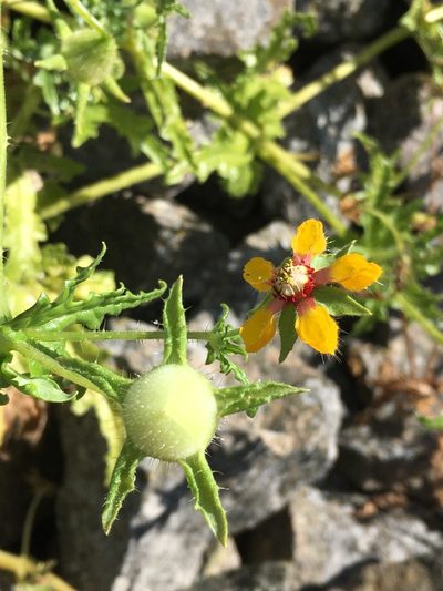Loasa nitida, photographed by Matt Berger