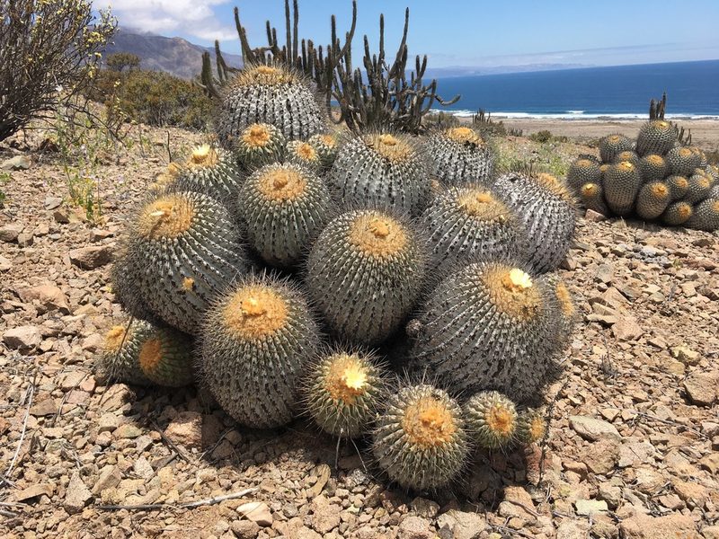 Copiapoa gigantea, photographed by Matt Berger