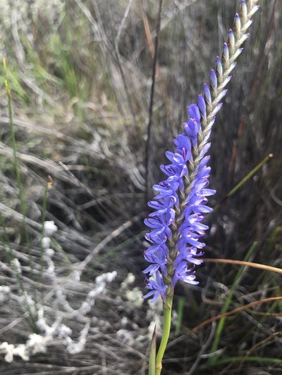 Micranthus filifolius, photographed by Sean Privett