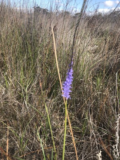 Micranthus filifolius, photographed by Sean Privett