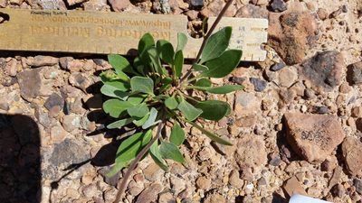 Platyschkuhria integrifolia, photographed by Laura Holloway
