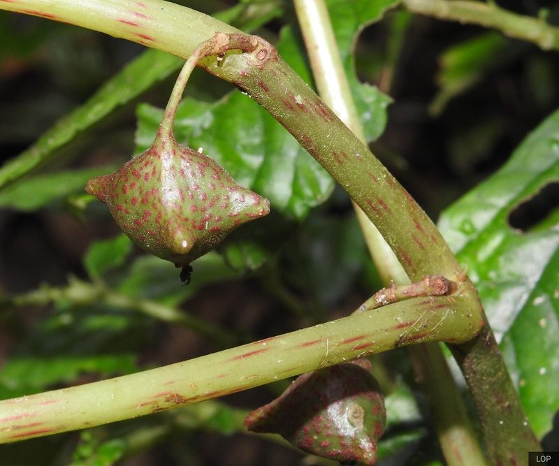 Begonia roxburghii, photographed by lovelymon lamin