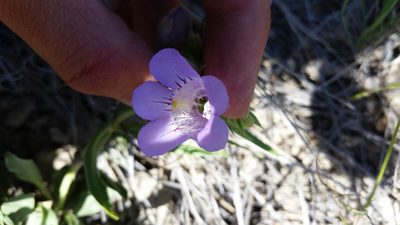 Penstemon eriantherus, photographed by Laura Holloway
