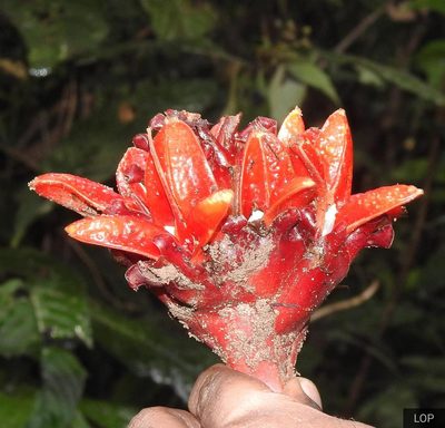 Zingiber chrysanthum, photographed by lovelymon lamin
