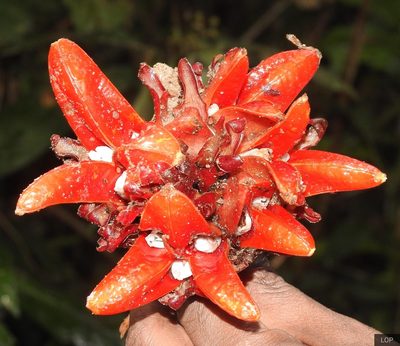 Zingiber chrysanthum, photographed by lovelymon lamin