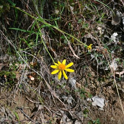 Apowollastonia spilanthoides, photographed by Nick Swanson