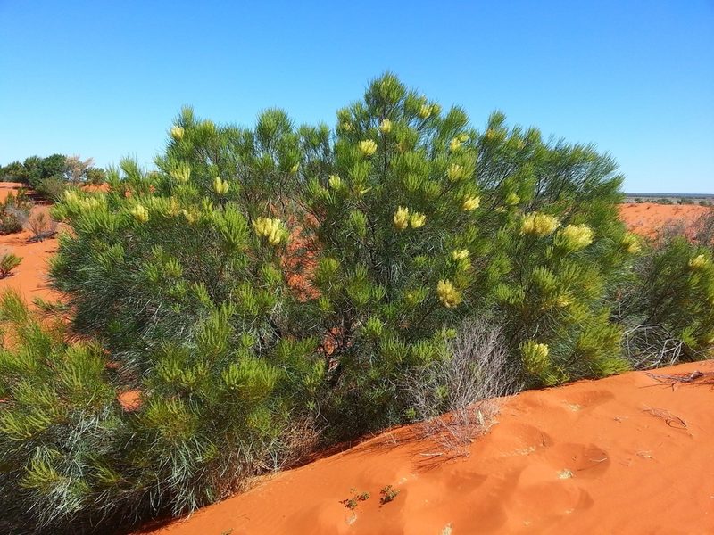 Grevillea stenobotrya, photographed by Nick Swanson