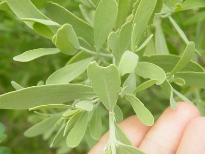 Salvadora australis, photographed by Antoinette Eyssell Knox