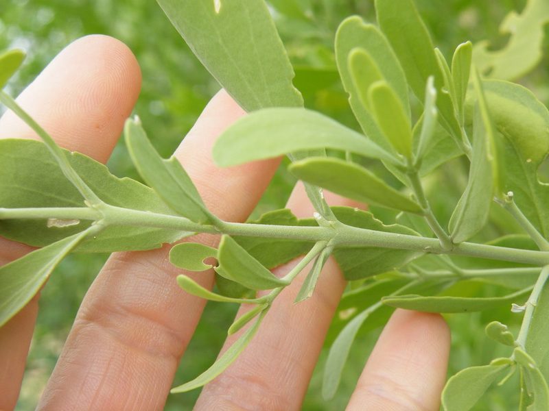 Salvadora australis, photographed by Antoinette Eyssell Knox