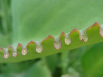 Kalanchoe laetivirens, photographed by Diogo Luiz