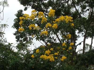 Senna macranthera, photographed by Diogo Luiz