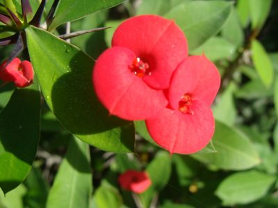 Euphorbia milii, photographed by Diogo Luiz