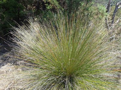 Lepidosperma neozelandicum, photographed by Peter de Lange