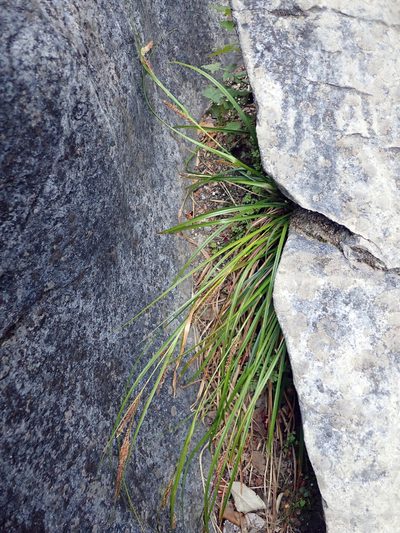 Carex cremnicola, photographed by Peter de Lange