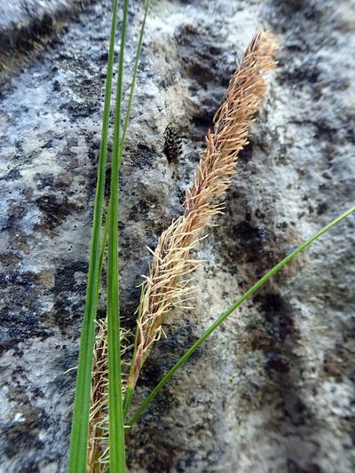 Carex cremnicola, photographed by Peter de Lange