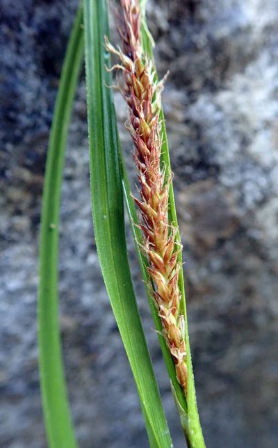 Carex cremnicola, photographed by Peter de Lange