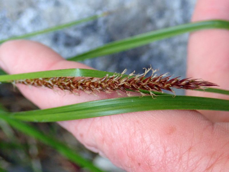 Carex cremnicola, photographed by Peter de Lange