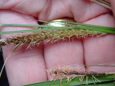 Carex cremnicola, photographed by Peter de Lange
