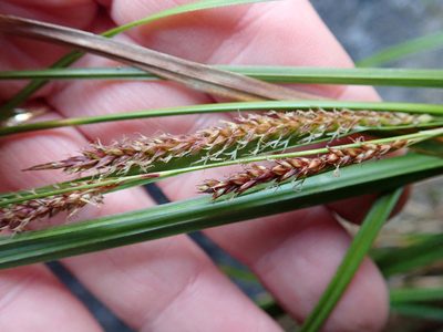 Carex cremnicola, photographed by Peter de Lange