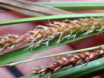 Carex cremnicola, photographed by Peter de Lange