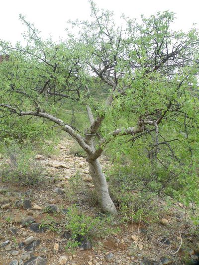 Commiphora tenuipetiolata, photographed by Antoinette Eyssell Knox