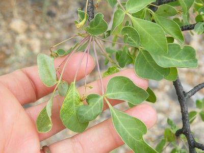 Commiphora tenuipetiolata, photographed by Antoinette Eyssell Knox