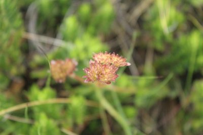 Valeriana triphylla, photographed by Andrés Ramírez-Barrera