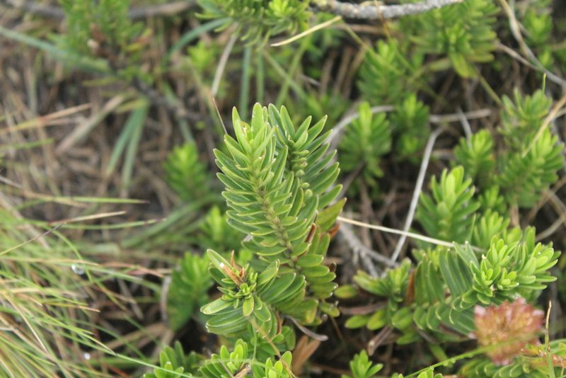 Valeriana triphylla, photographed by Andrés Ramírez-Barrera