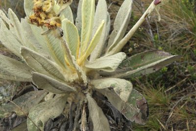 Espeletia barclayana, photographed by Andrés Ramírez-Barrera