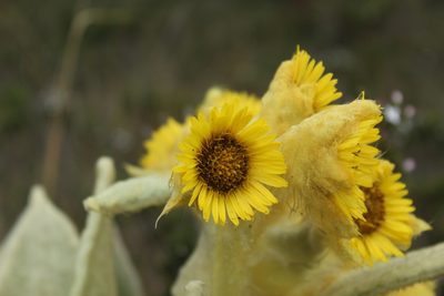 Espeletia barclayana, photographed by Andrés Ramírez-Barrera