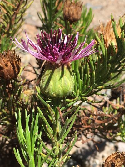 Gypothamnium pinifolium, photographed by Matt Berger