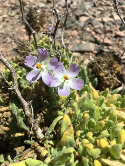 Cristaria integerrima, photographed by Matt Berger